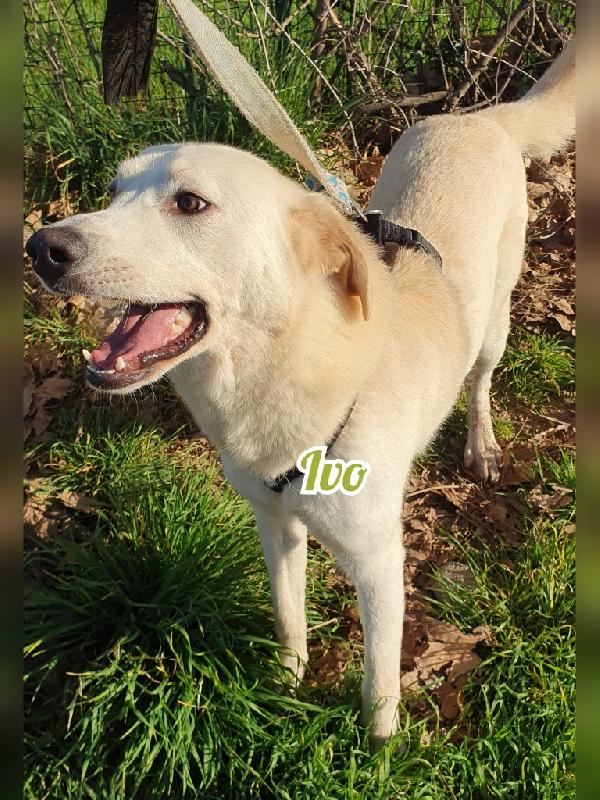 IVOO tenerissimo cagnoletto (nato a inizio 2022) Foto 4